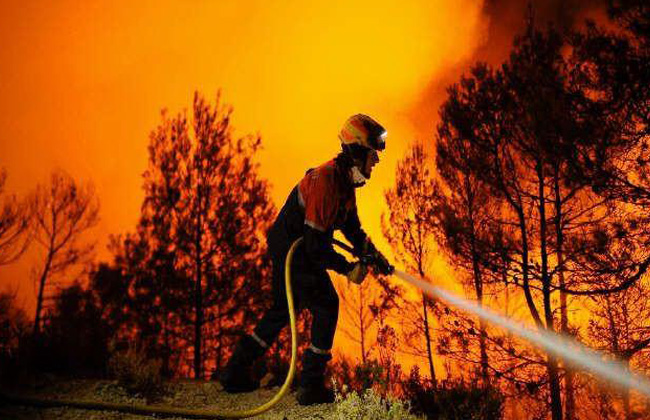 أستراليا  نوعا من الكائنات البرية بحاجة عاجلة للمساعدة بعد حرائق الغابات
