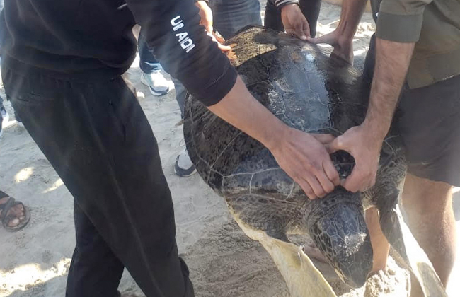 إطلاق سراح سلحفاة مهددة بالانقراض في شمال سيناء بعد علاجها | صور 