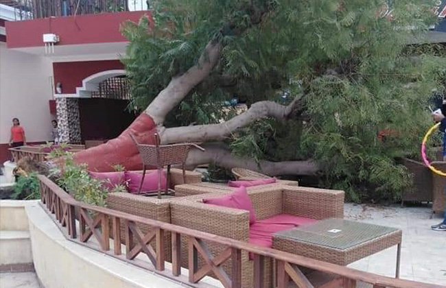مصرع موظف سقطت عليه شجرة في ناد بالتجمع والنيابة تستمع لشهادة العاملين