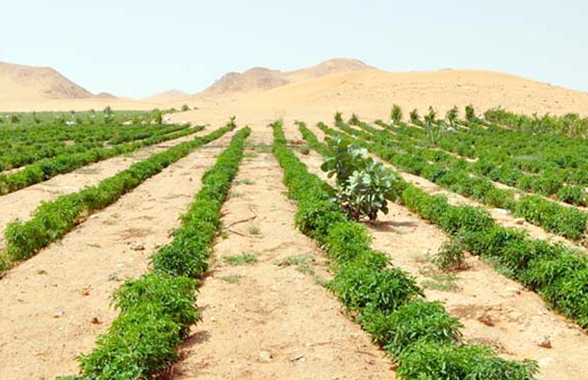 حقن التربة .. مشروع اقتصادي يعالج سلبيات الأراضي الصحراوية - بوابة الأهرام