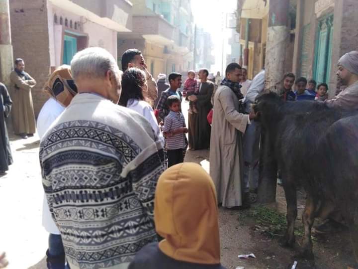 بيطري سوهاج تحصين  ألف رأس ماشية ضد الحمى القلاعية حتى الآن | صور