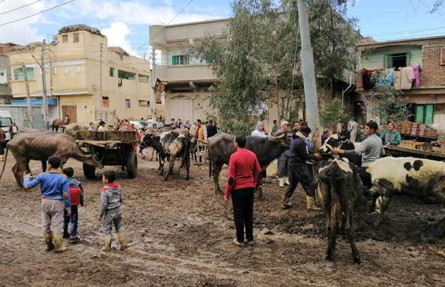  قافلة بيطرية بمحافظة دمياط