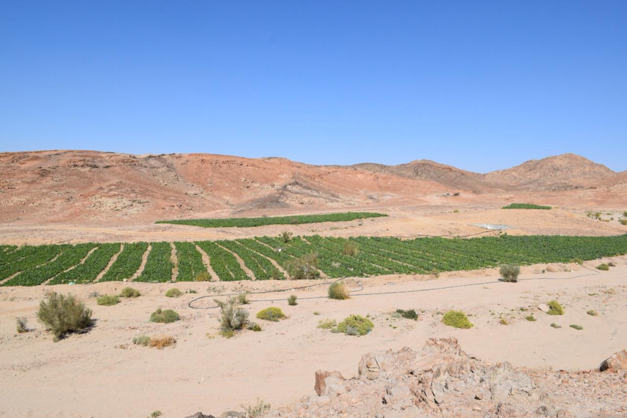 ضبط ٥ آلاف مزرعة بانجو وقنب بأودية وادي فيران وسانت كاترين  