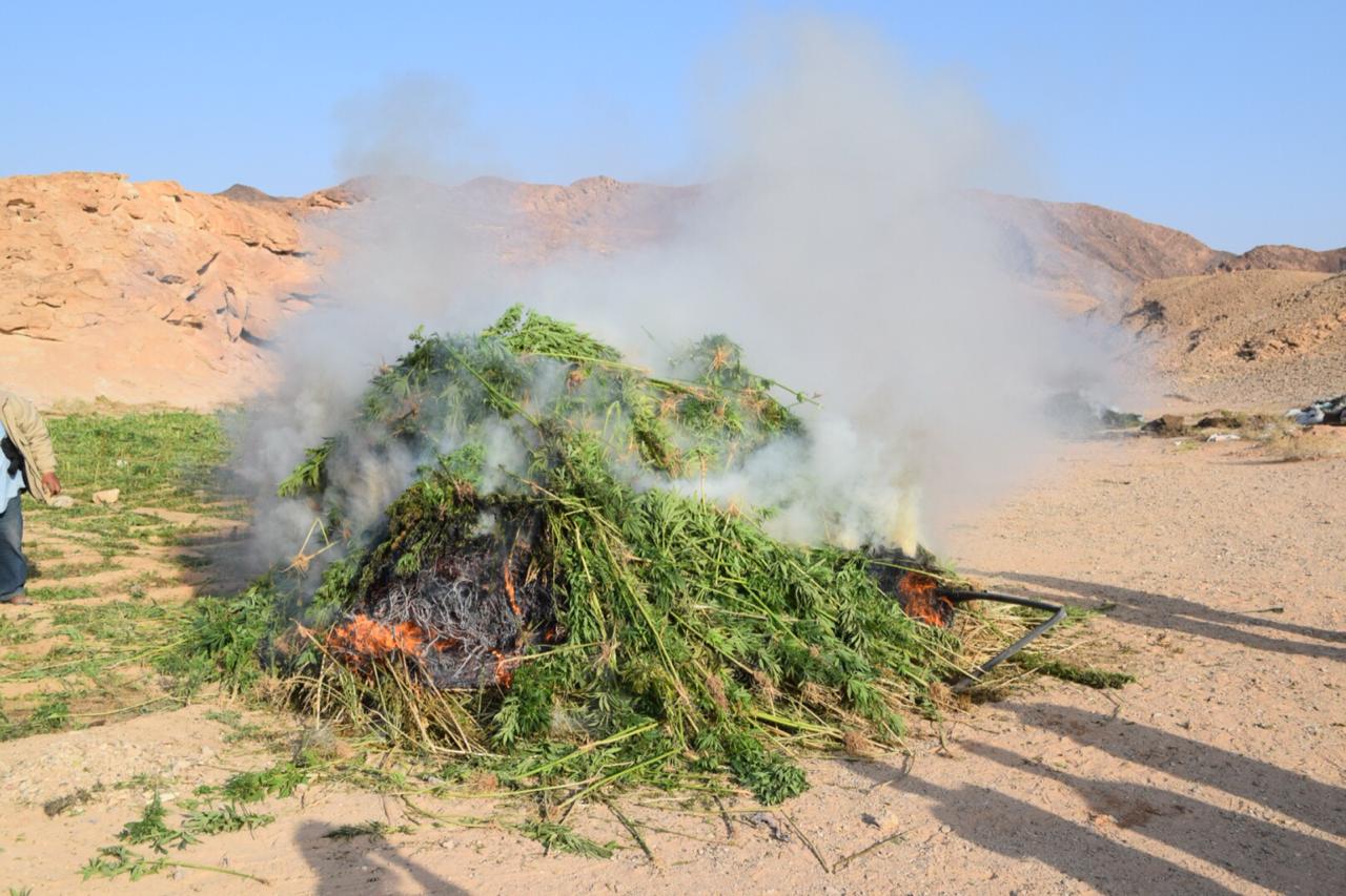 ضبط ٥ آلاف مزرعة بانجو وقنب بأودية وادي فيران وسانت كاترين  