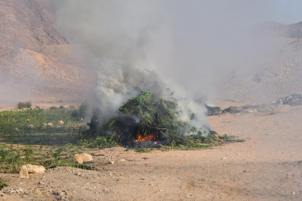 ضبط ٥ آلاف مزرعة بانجو وقنب بأودية وادي فيران وسانت كاترين  