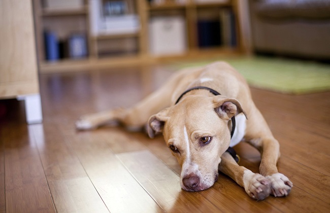 إهمالها قد يؤدي للوفاة علامات على إصابة كلبك بالاكتئاب