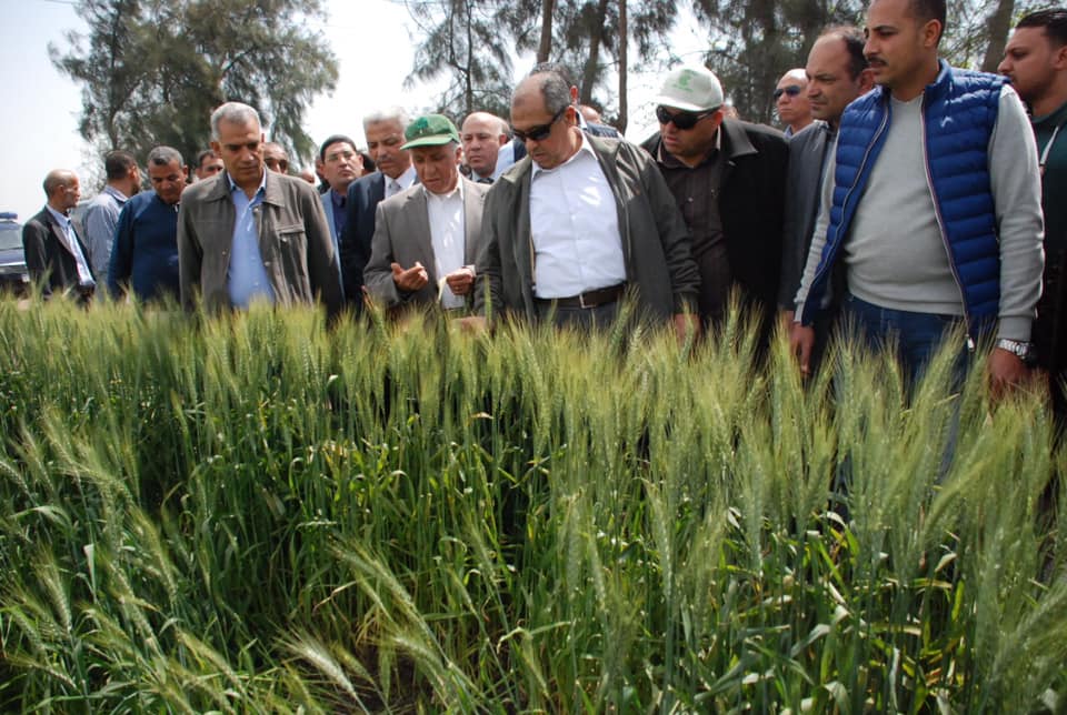 وزير الزراعة إنتاجنا من القمح يتخطى ٩ ملايين طن لأول مرة | صور