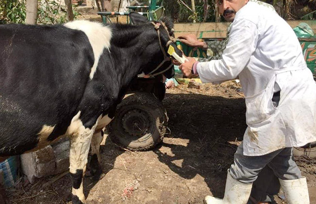 تحصين  رأس ماشية ضد مرض الحمى القلاعية خلال شهر أكتوبر بالمنوفية