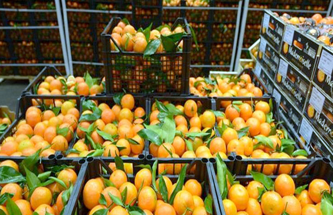 الأولى في الموالح  مصر تقتحم  سوقًا عالميًا لتصدير الخضروات والفاكهة