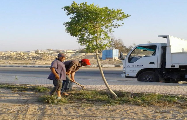 البيئة تنتهي من زراعة ٣٥٠٠ شجرة بمحافظتي القليوبية والقاهرة 