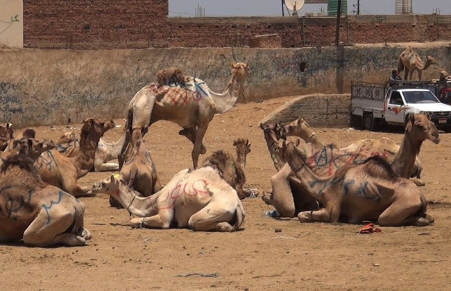 حقوقية ما يرتكب بحق الجمال في سوق برقاش جريمة