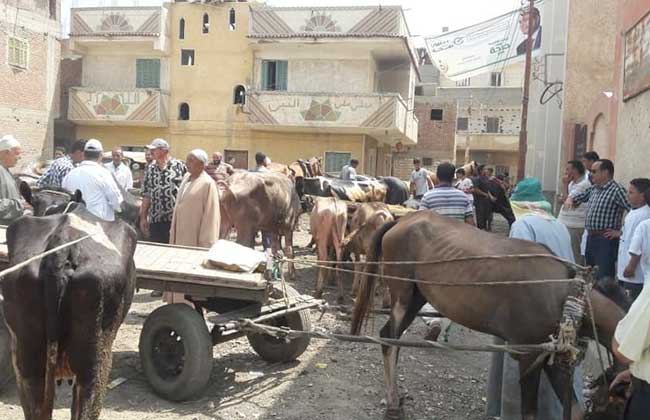  قافلة بيطرية بالمجان لخدمة اهالي مركز دمنهور