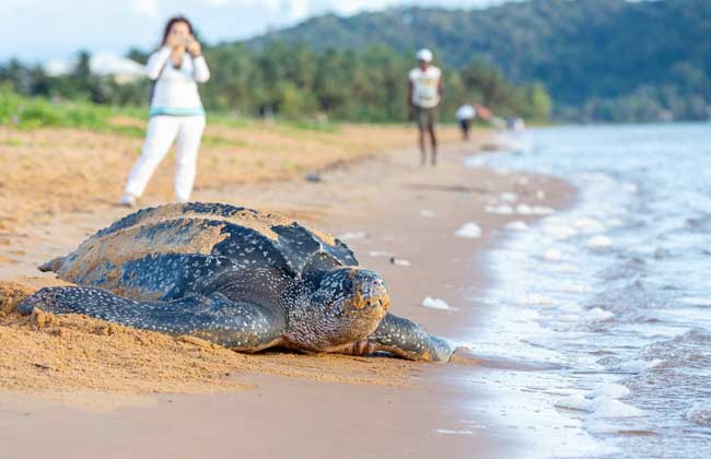 وزنها نصف طن  ظهورالسلحفاة الجلدية على شواطئ غويانا الفرنسية | صور 