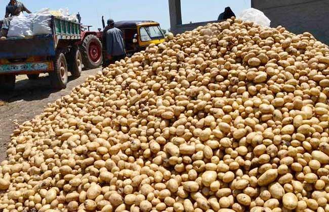 الزراعة صادرات مصر من البطاطس تحقق رقما قياسيا خلال الموسم التصديري الحالي |صور