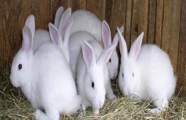 رئيس قطاع الإنتاج الحيواني بوزارة الزراعة تربية الأرانب مشروع الشباب الرابح لهذه الأسباب