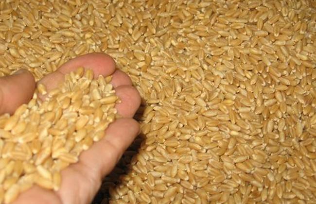 أسعار القمح تصل إلى مستوى قياسي بعد حظر تصديره في الهند