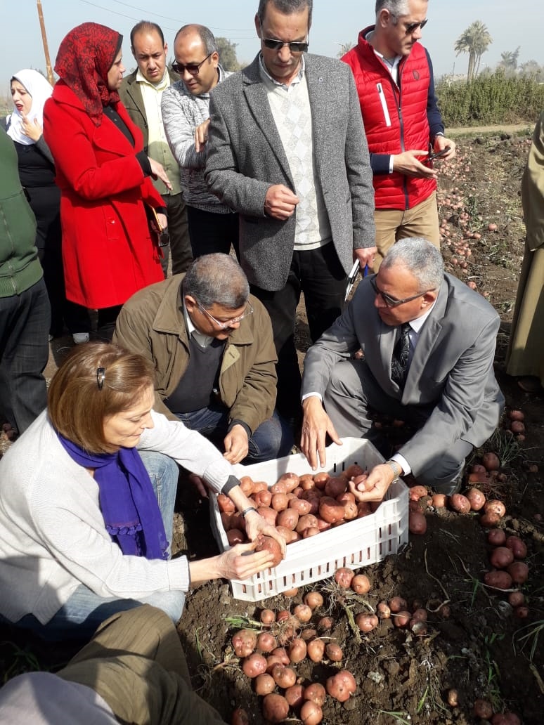 زيادة انتاجية محصول البطاطس في بني سويف