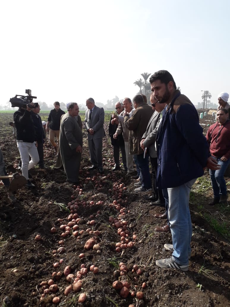 زيادة انتاجية محصول البطاطس في بني سويف