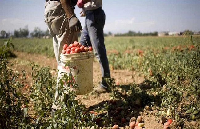 أستراليا تواجه عجزا كبيرا في العمالة الزراعية وسط جائحة كورونا