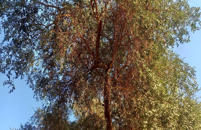  ثمار شجرة الهجليج
