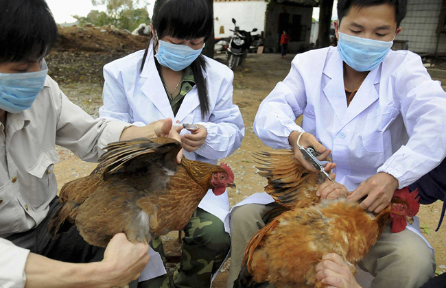 ظهور إصابة جديدة بأنفلونزا الطيور بغرب اليابان في ثاني موجة لتفشي المرض هذا العام