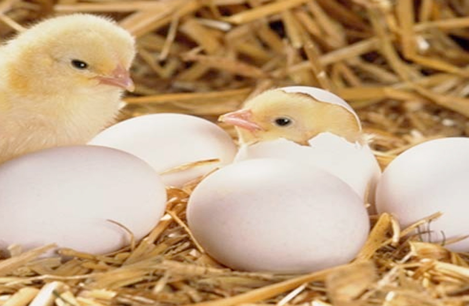 الزراعة توافق على تصدير بيض تفريخ كتكوت دجاج بياض إلى الخارج بعد توقف لسنوات