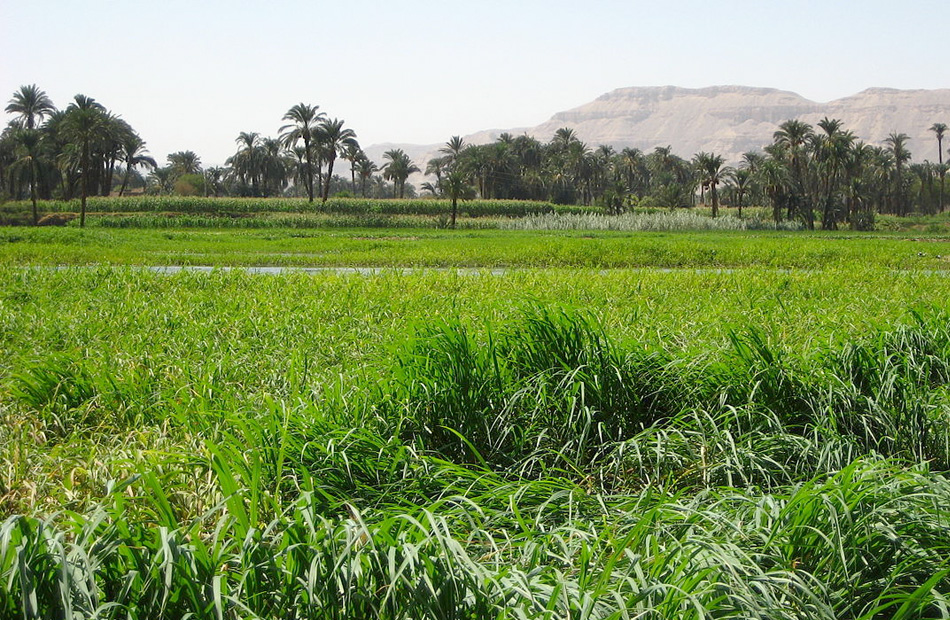 تطوير الرى الحقلى وتبطين الترع يتصدران حصاد الموارد المائية والري لعام  | انفوجراف