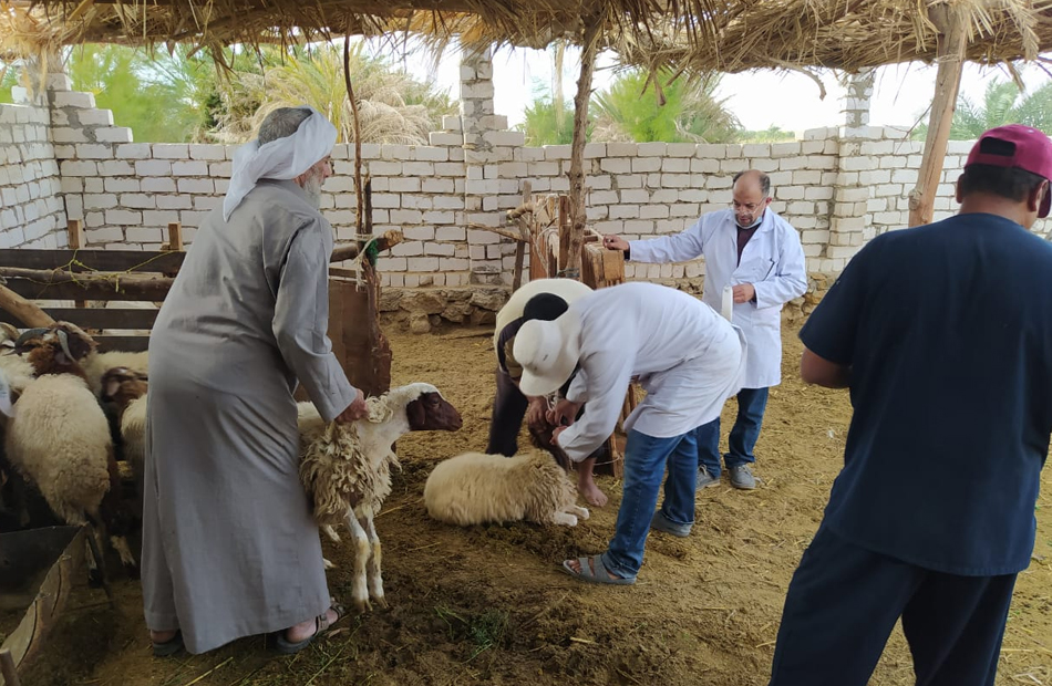 الطب البيطري بالشرقية يطلق  قوافل لتحصين رؤوس الماشية والأغنام 