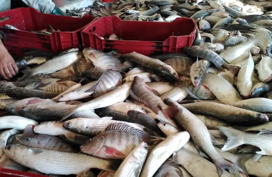 أسعار الأسماك الجمعة  فبراير