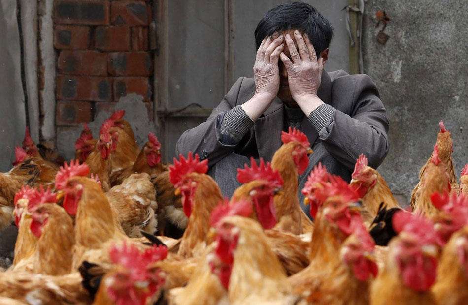 كوريا الجنوبية ترصد إصابة بإنفلونزا الطيور شديدة العدوى