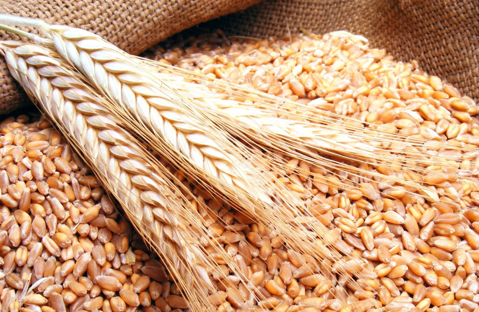 الجزائر تشتري نحو  ألف طن من القمح في مناقصة
