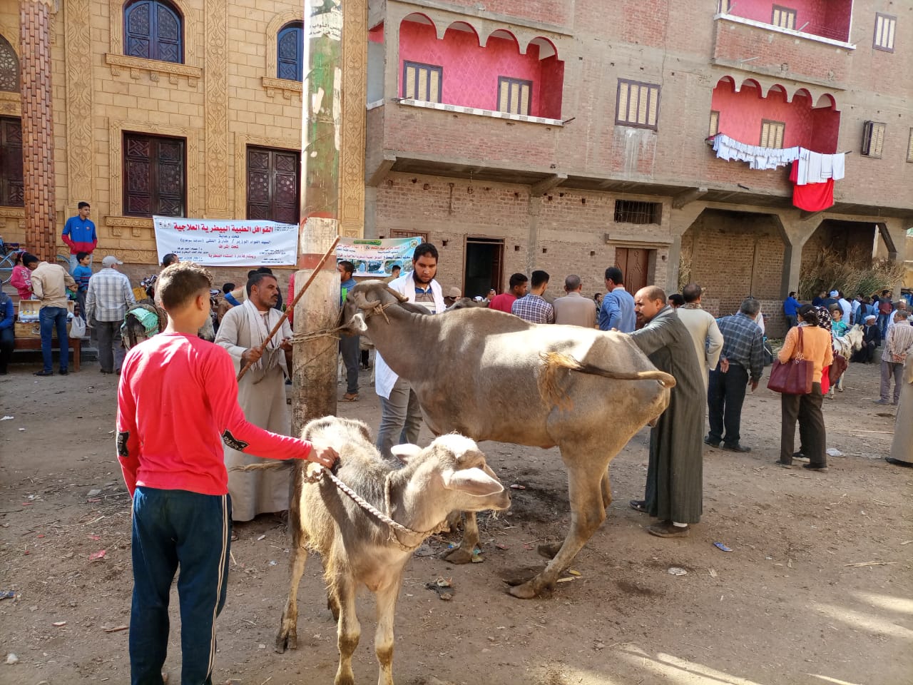 جانب من القافلة البيطرية