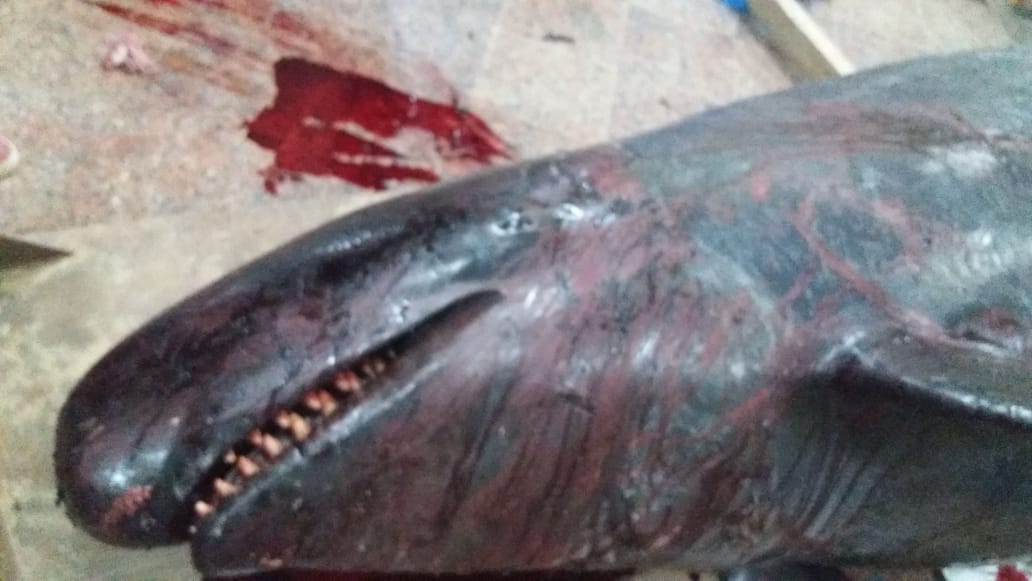 الانتهاء من تشريح  الحوت القاتل الكاذب بمعهد علوم البحار لمعرفة سبب نفوقه وتحنيطه |صور