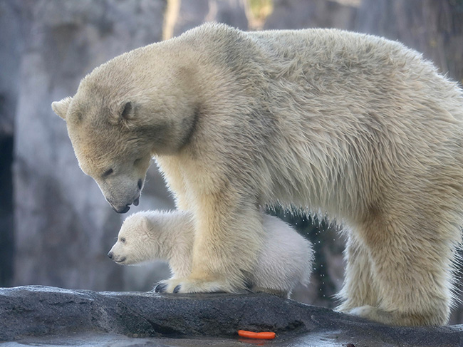 دب قطبى صغير يتنسم الهواء الطلق للمرة الأولى فى حديقة حيوان فيينا صور