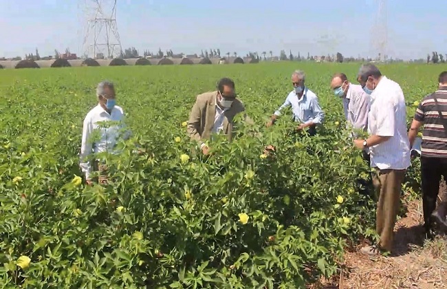 وكيل وزارة الزراعة بدمياط يكشف تفاصيل نتائج مبادرة «قطن أفضل» | صور - بوابة  الأهرام