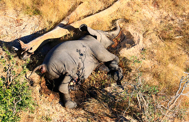 نفوق جماعي لأفيال بوتسوانا يربك السلطات بالبلاد تعرف على لغز المرض الغامض| صور