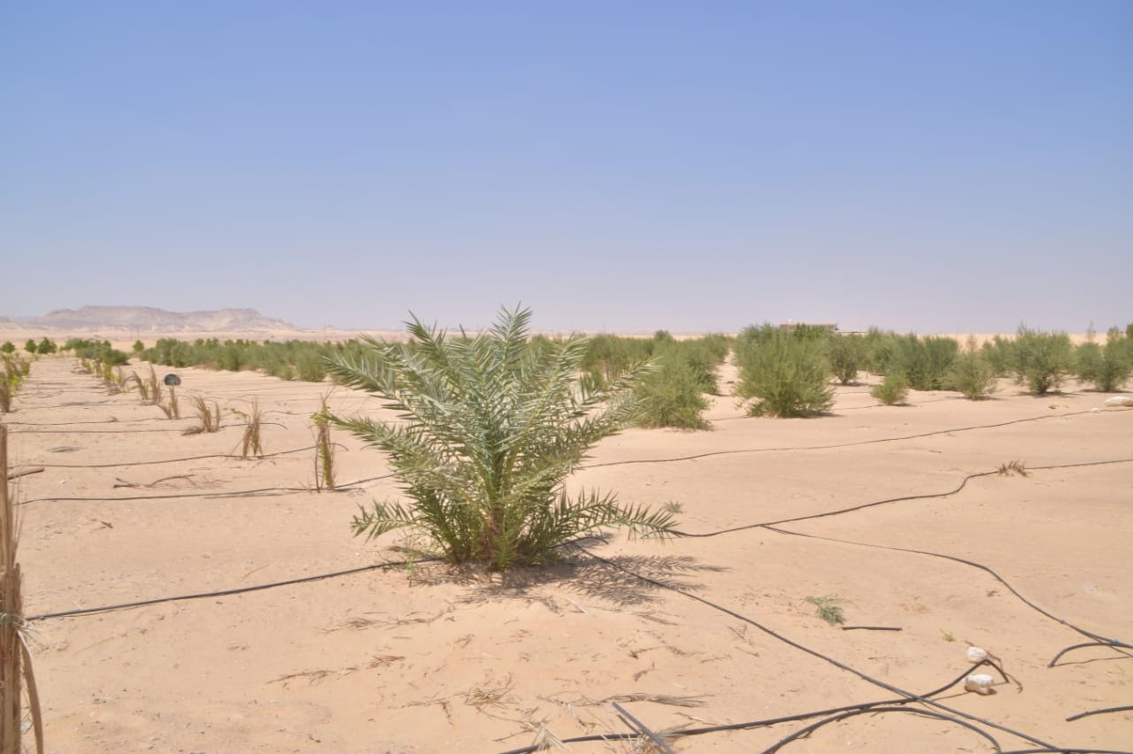 جولة الدكتور عبد العزيز طنطاوي رئيس جامعة الوادي الجديد