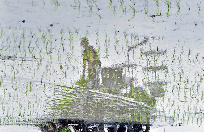 9 يونيو، عملية زراعة الأرز عن طريق جهاز بدون مشغل مجهز بنظام بيدو للملاحة في حقل للأرز في حديقة صناع