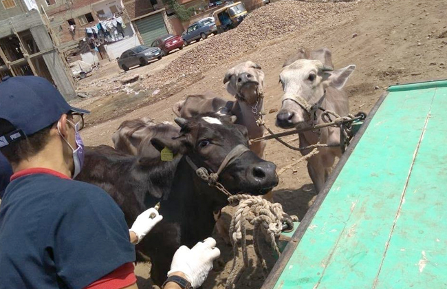 قوافل بيطرية علاجية إرشادية لعلاج الماشية من الأمراض بمراكز كفر الشيخ | صور 