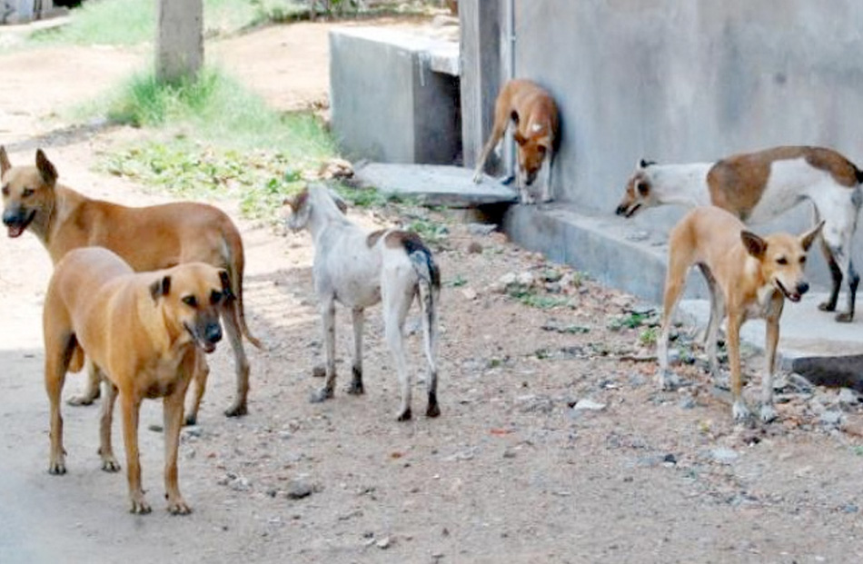 غرفة عمليات وحملات لإبادة الكلاب الضالة الطب البيطري في القاهرة تستعد لشهر رمضان