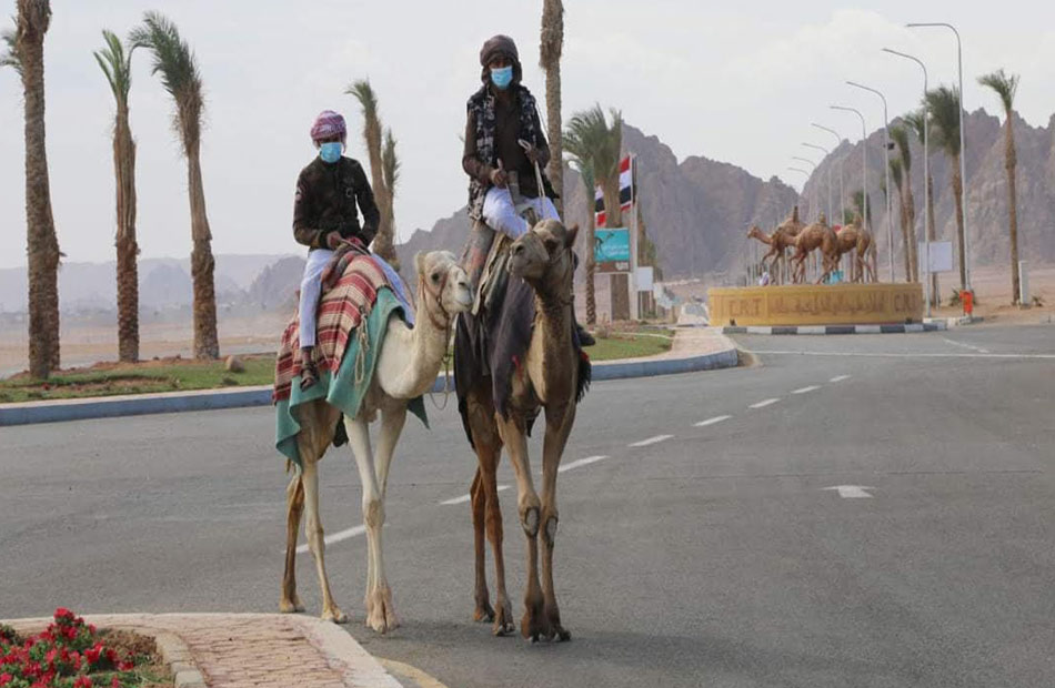 محافظة جنوب سيناء تنظم سباقا للهجن.. السبت المقبل | صور - بوابة الأهرام