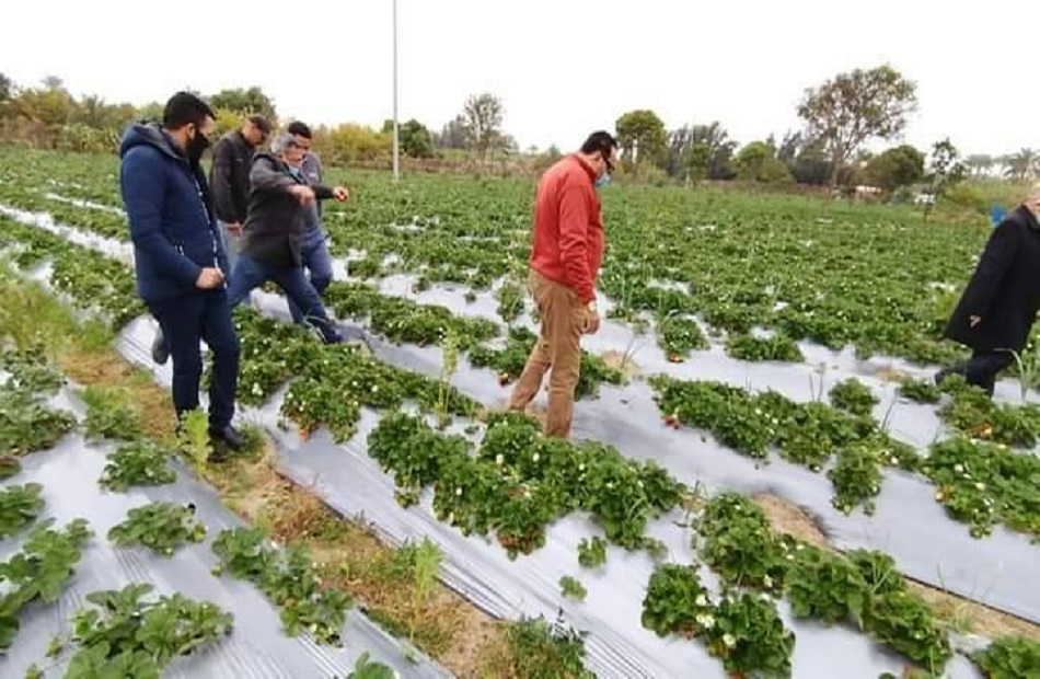 الزراعة لأول مرة في دمياط نجاح تجربة زراعة الفراولة بالتنقيط | صور