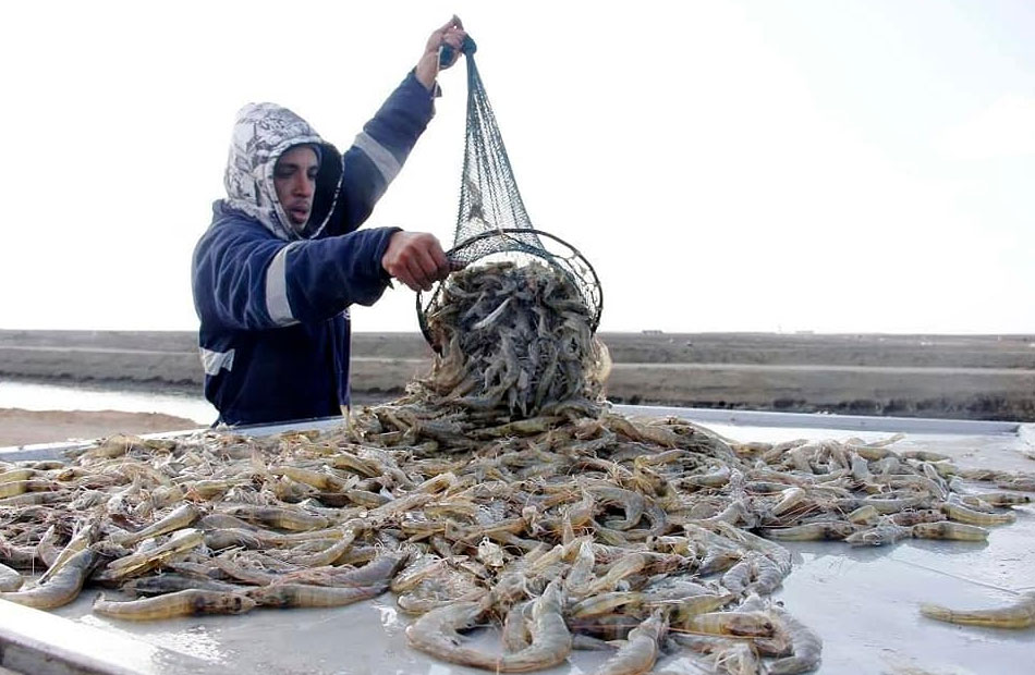 كيف تسهم مشروعات الدولة في تنمية الثروة السمكية ببورسعيد؟ | صور