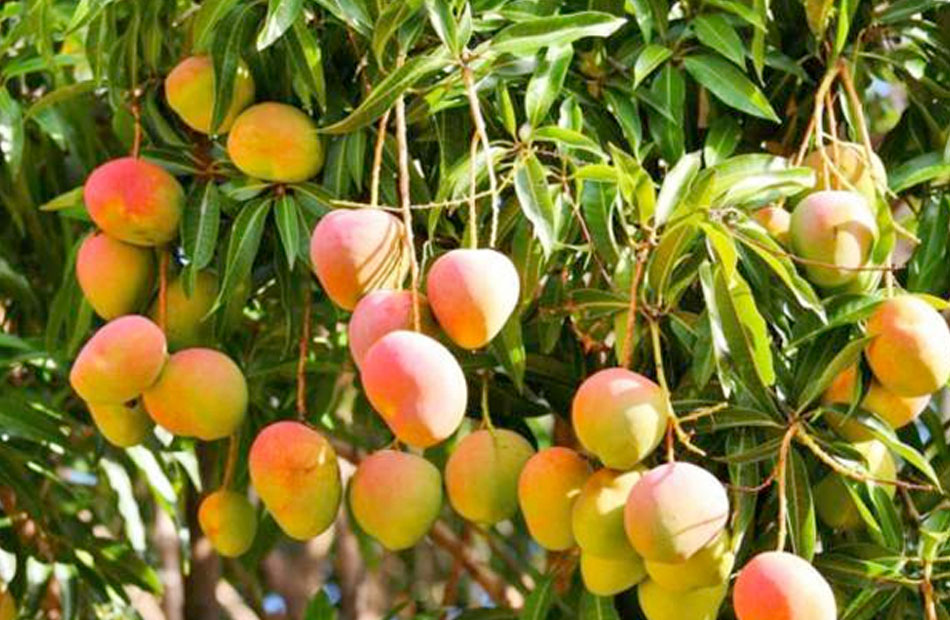 توصيات فنية لمزارعي محصول المانجو يجب مراعاتها خلال شهر نوفمبر - بوابة  الأهرام