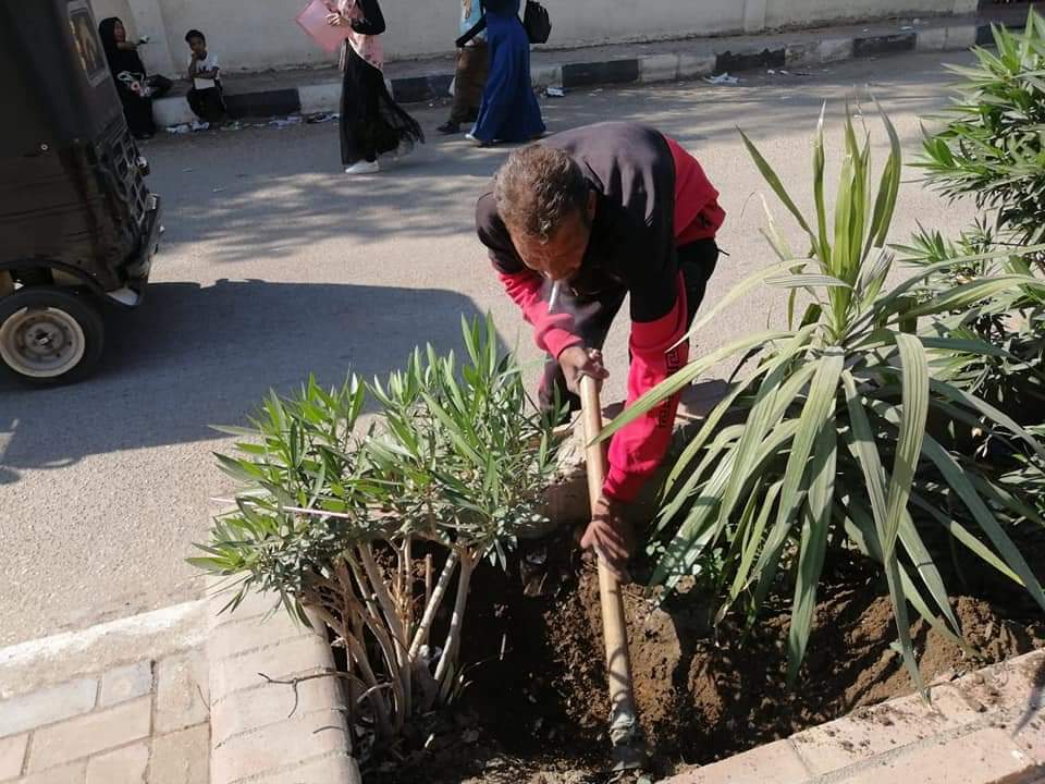 زراعة 160 شجرة من أشجار الزينة بشوارع حي شرق سوهاج | صور - بوابة الأهرام