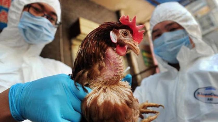 مدير الأوبئة وأمراض الدواجن بـ;الخدمات البيطرية; مصر نجحت في السيطرة على أنفلونزا الطيور لكن الخطر قائم
