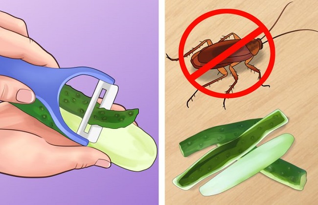 أغرب 6 طرق تساعدك في القضاء على حشرات المنزل بدون مواد كيميائية خطرة -  بوابة الأهرام