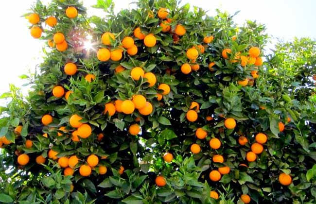 ;ملك الفاكهة; فى مصر يحافظ على عرشه تاريخ البرتقال فى ;بساتين أم الدنيا; | صور 