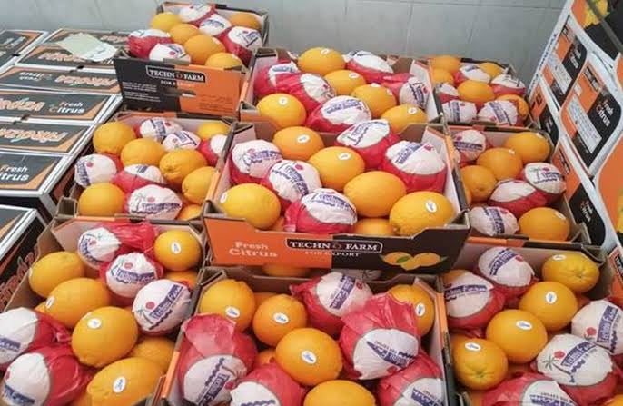 صادرات البرتقال المصرية 