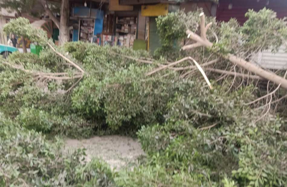 سقوط شجرة ضخمة بشارع طه الحكيم في طنطا بسبب الرياح | صور